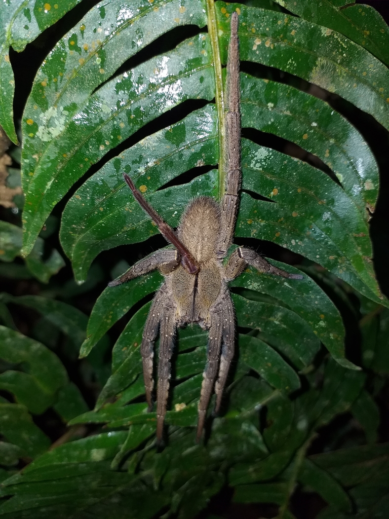 Phoneutria depilata from Nocaima on September 10, 2021 at 09:53 PM by ...