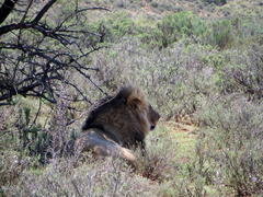 Panthera leo