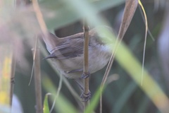 Acrocephalus melanopogon