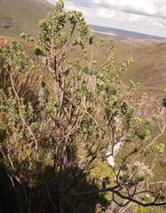 Aspalathus securifolia