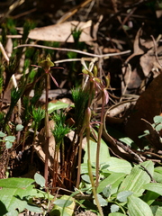 Chiloglottis formicifera