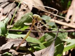 Chiloglottis formicifera