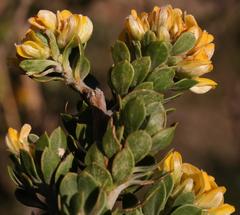 Aspalathus securifolia