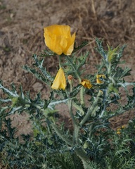 Argemone aenea