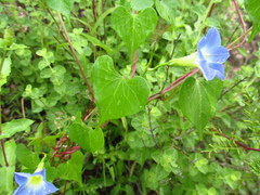 Ipomoea cardiophylla