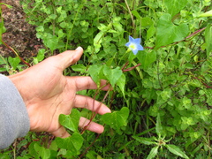 Ipomoea cardiophylla