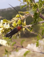 Stenosphenus dolosus
