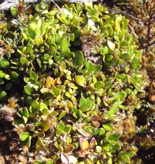 Coprosma perpusilla