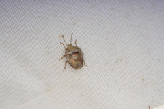 Eupolemus tasmanicus