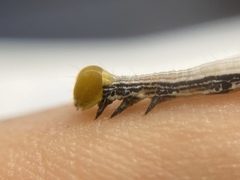 Pericyma cruegeri