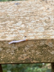 Pericyma cruegeri