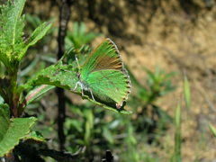 Callophrys dumetorum