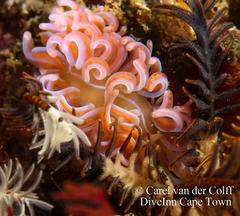 Phyllodesmium horridum