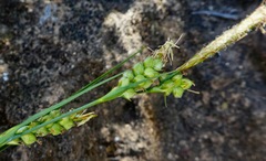 Carex triquetra