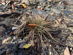 Fimbristylis polytrichoides