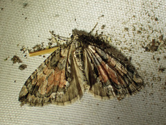 Hydriomena perfracta