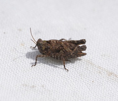 Paratettix argillaceus