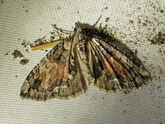 Hydriomena perfracta