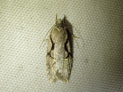 Semioscopis packardella