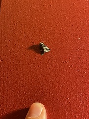 Copanarta aurea