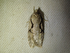 Semioscopis packardella