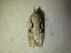 Semioscopis packardella