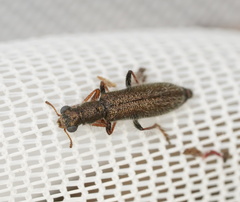 Lemidia subaenea