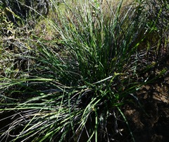 Carex triquetra