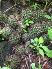 Mammillaria mazatlanensis