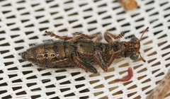 Lemidia subaenea