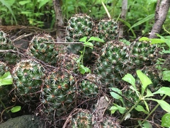 Mammillaria mazatlanensis