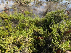 Tecticornia halocnemoides