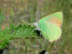Callophrys dumetorum