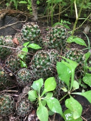 Mammillaria mazatlanensis