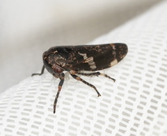 Eurymeloides punctata