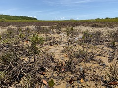 Tecticornia indica