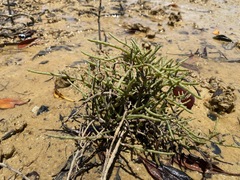 Tecticornia indica