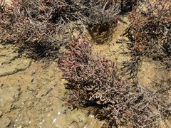 Tecticornia halocnemoides