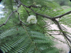 Senegalia berlandieri