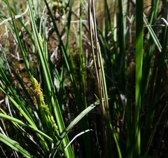Carex triquetra