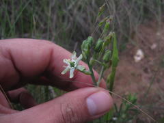 Ornithogalum neopatersonia