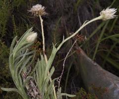 Syncarpha speciosissima angustifolia