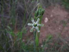 Ornithogalum neopatersonia