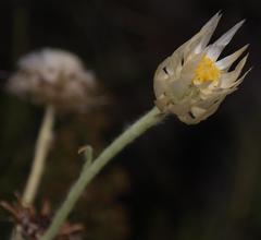 Syncarpha speciosissima angustifolia