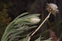 Syncarpha speciosissima angustifolia