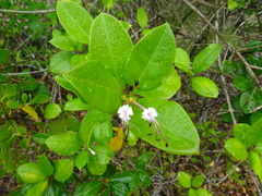 Volkameria inermis