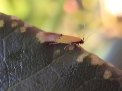 Opogona protodoxa