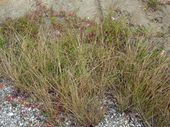 Fimbristylis ferruginea