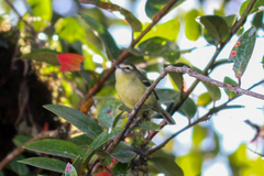 Vireo carmioli