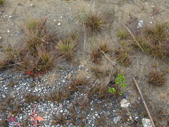 Fimbristylis polytrichoides